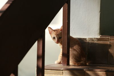 Portrait of cat sitting by window