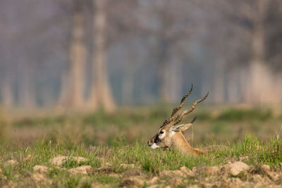 View of deer on field