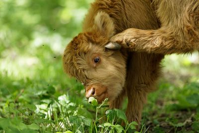 Close-up of a sheep in a field