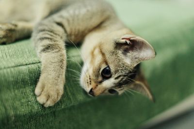 Close-up of cat lying on floor