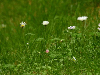 Close-up of white flowering plants on field