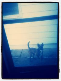 View of cat on window