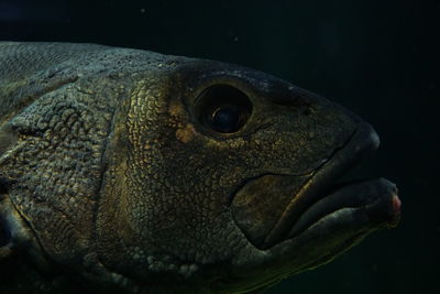 Close-up of fish face