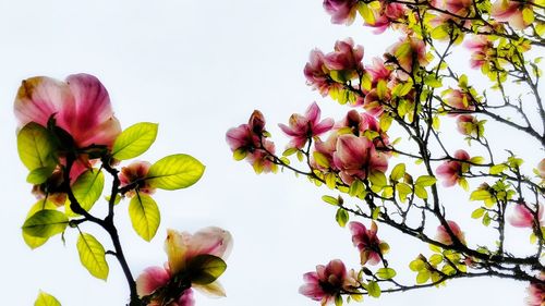 Close-up of pink cherry blossoms in spring