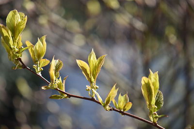 Close-up of leaves against blurred background