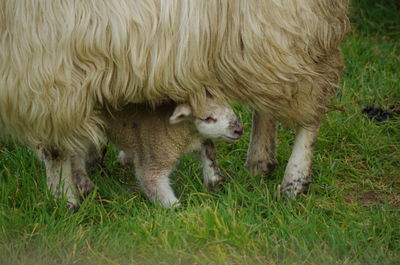 Sheep grazing in a field