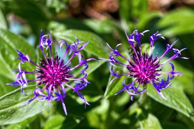 Close-up of purple flowering plants