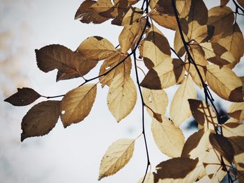 Close-up of dry leaves during autumn