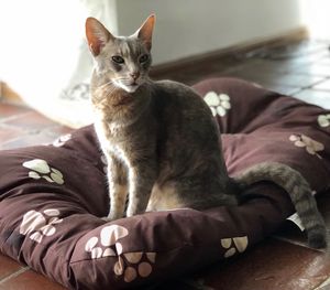 Cat sitting on cushion at home