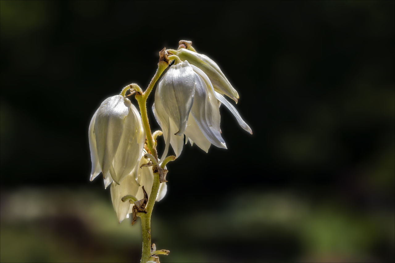 Back Lit Flowers