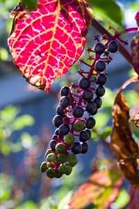 Close-up of berries growing on tree