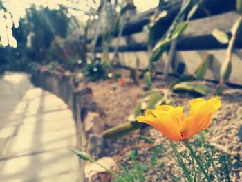 Close-up of yellow crocus blooming outdoors