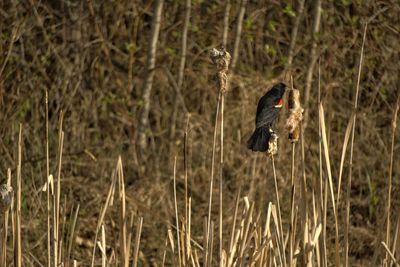 Bird flying over land