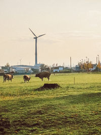 Horses in a field