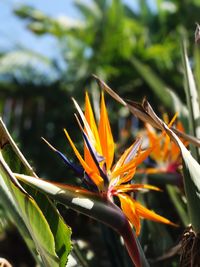 Close-up of flower blooming outdoors