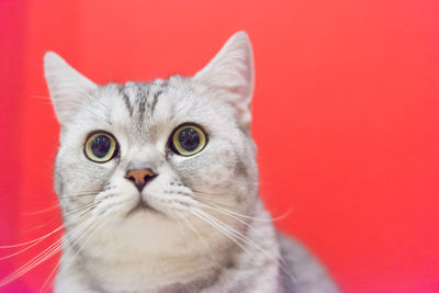 Close-up portrait of a cat against red background