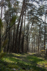 Trees growing in forest