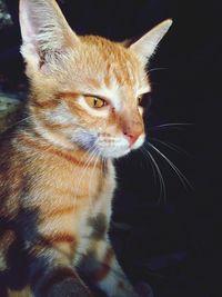 Close-up of a cat looking away