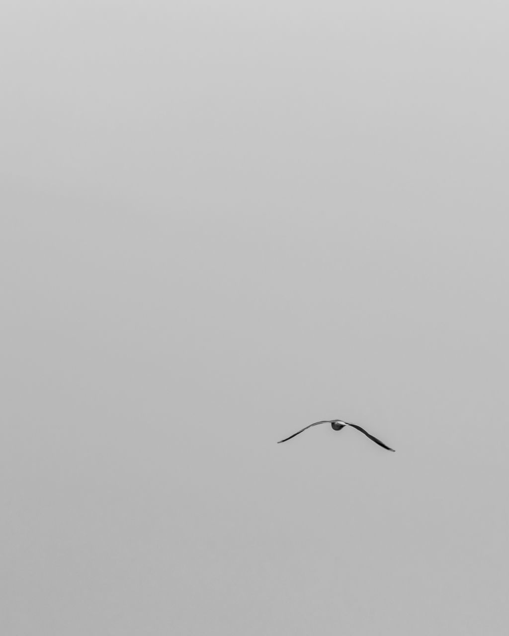 LOW ANGLE VIEW OF BIRD FLYING