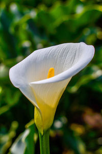 Close-up of white flower