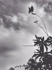 Low angle view of cloudy sky