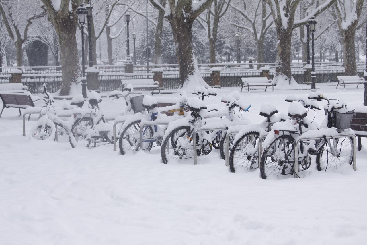 winter, snow, cold temperature, white color, weather, bicycle, transportation, mode of transport, outdoors, nature, land vehicle, tree, animal themes, stationary, day, no people, bird, mammal