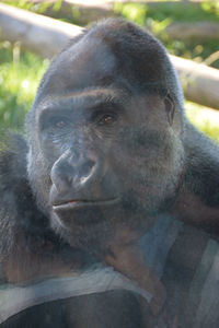 Close-up portrait of monkey