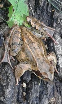 Close-up of tree trunk