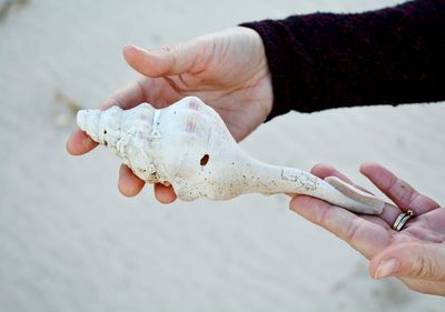 Close-up of hand holding seashell