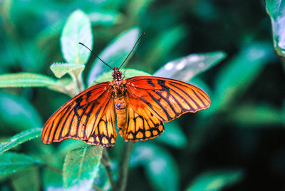 Butterfly pollinating flower