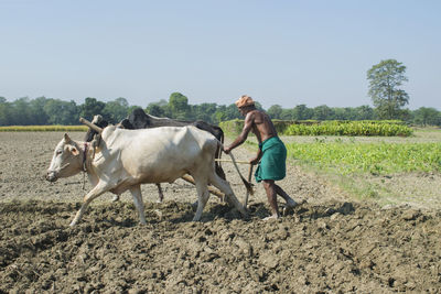 Indian farmer plaughing farm land with bullocks in traditional way