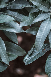 Close-up of leaves on a plant tree