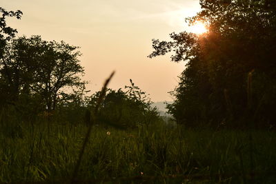 Trees on field against sky during sunset