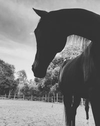 View of a horse in the field