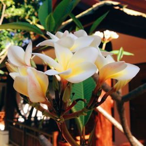 Close-up of flowers blooming outdoors