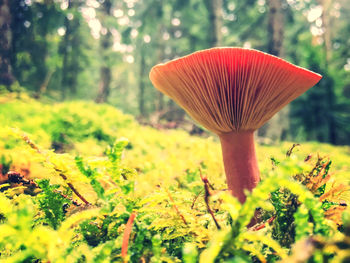 Close-up of mushroom growing on tree