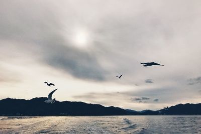 Seagulls in flight