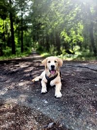 Portrait of dog on road in forest