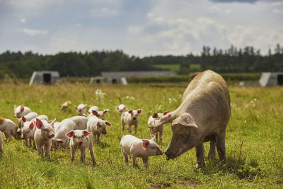 Sheep grazing on field