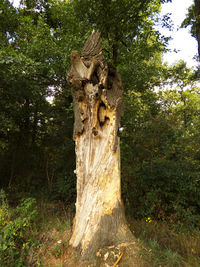Tree trunk in forest