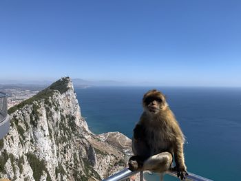 Monkey sitting on mountain by sea against clear sky