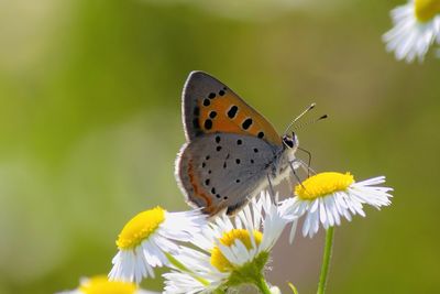 Close-up of butterfly pollinating on flower