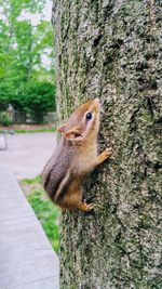 Close-up of squirrel on tree trunk