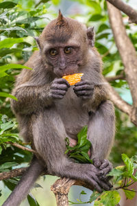 Monkey sitting on tree