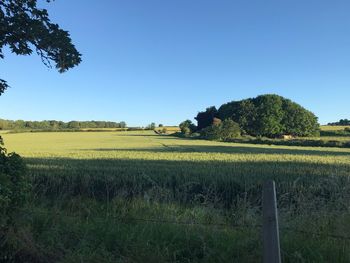 Scenic view of field against clear sky