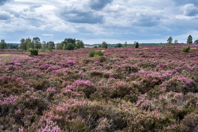 Scenic view of flowering plants on field against sky