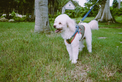 White dog in the garden.