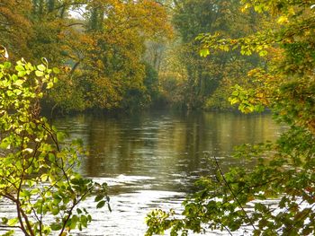 Scenic view of lake in forest