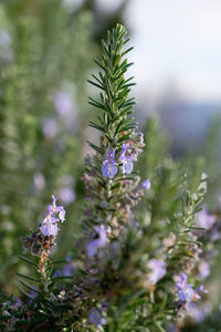 Close-up of purple flowering plant