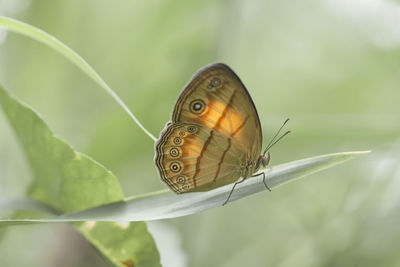 Close-up of butterfly on leaf